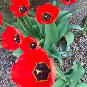 Meet your Posher, Stella